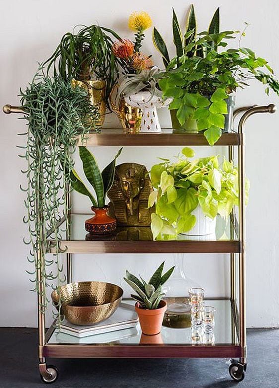 Home Garden in A Bar Cart