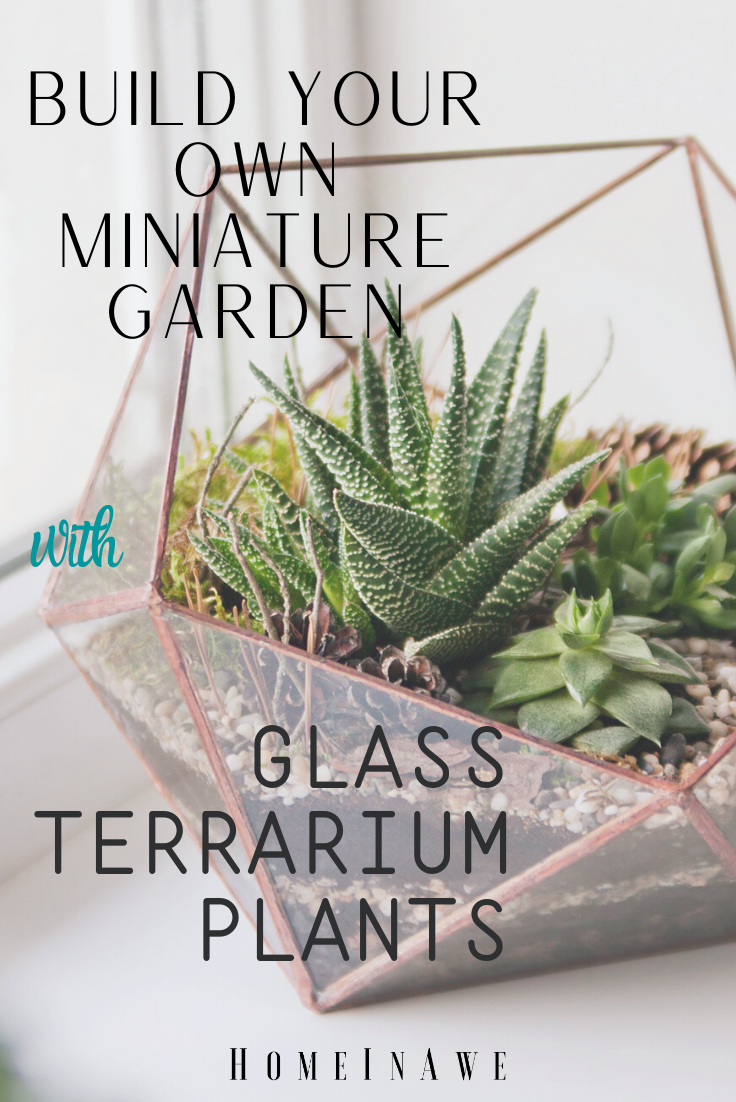 Glass terrarim plants - build your own miniature garden at home