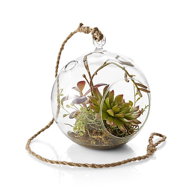 Real or Faux Plants Terrarium