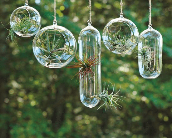 Hanging Air Plant